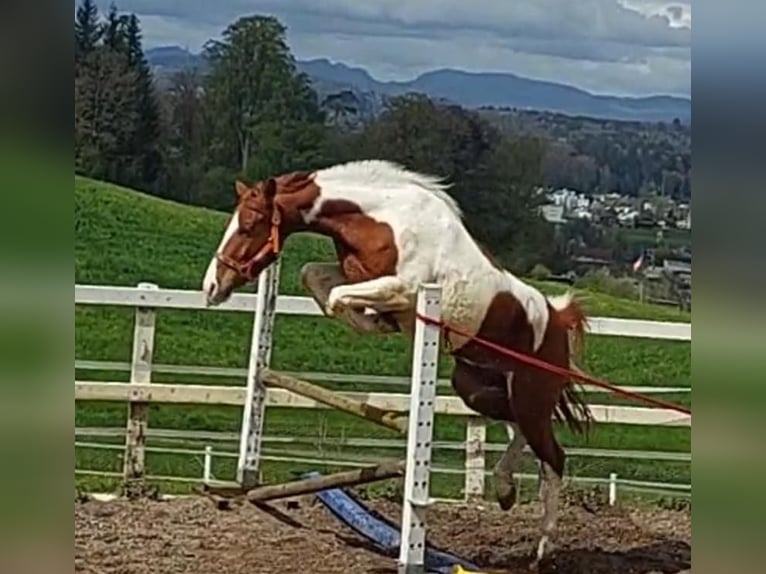 Schweiziskt varmblod Valack 4 år 146 cm Pinto in Hirschthal