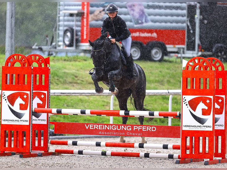 Schweiziskt varmblod Valack 5 år 172 cm Mörkbrun in Zielebach