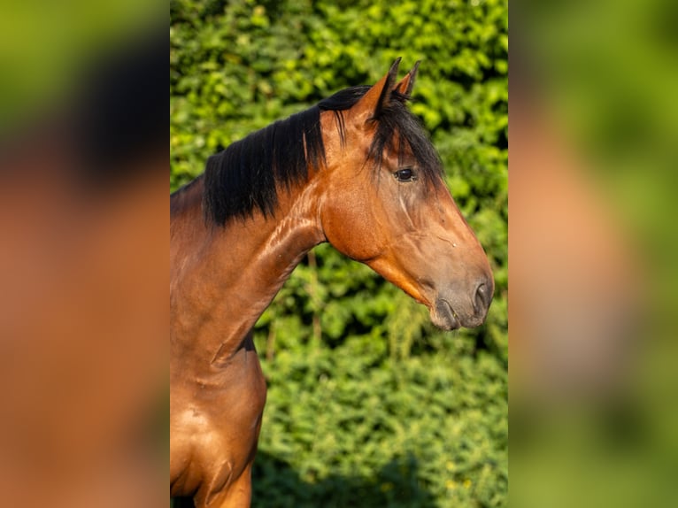 Schweiziskt varmblod Valack 5 år 173 cm Mörkbrun in Niederhasli