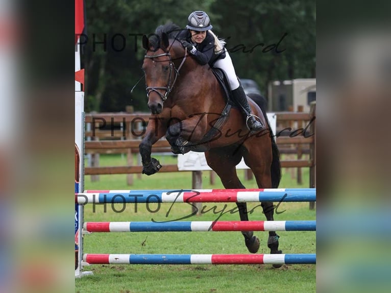 Schweiziskt varmblod Valack 5 år 175 cm Brun in Lyss