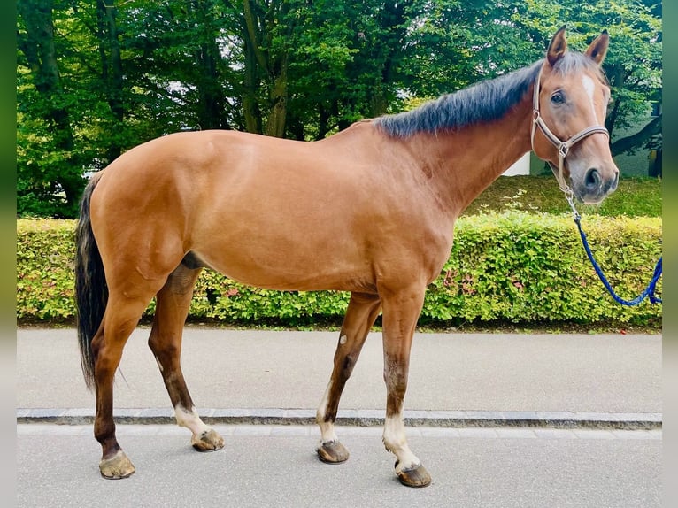 Schweiziskt varmblod Valack 8 år 175 cm Brun in Dietikon