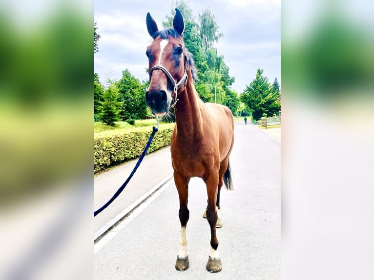 Schweiziskt varmblod Valack 8 år 175 cm Brun in Dietikon