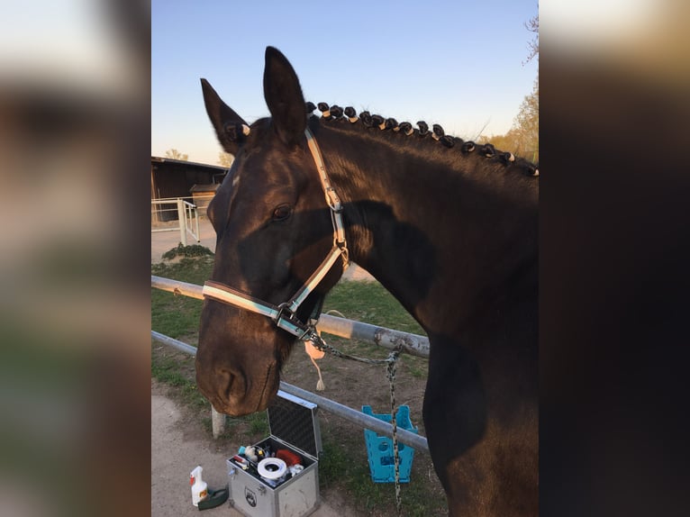Schweres Warmblut Hengst 15 Jahre 165 cm Dunkelbrauner in Sulza