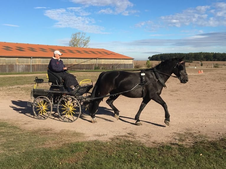 Schweres Warmblut Hengst 15 Jahre 165 cm Dunkelbrauner in Sulza