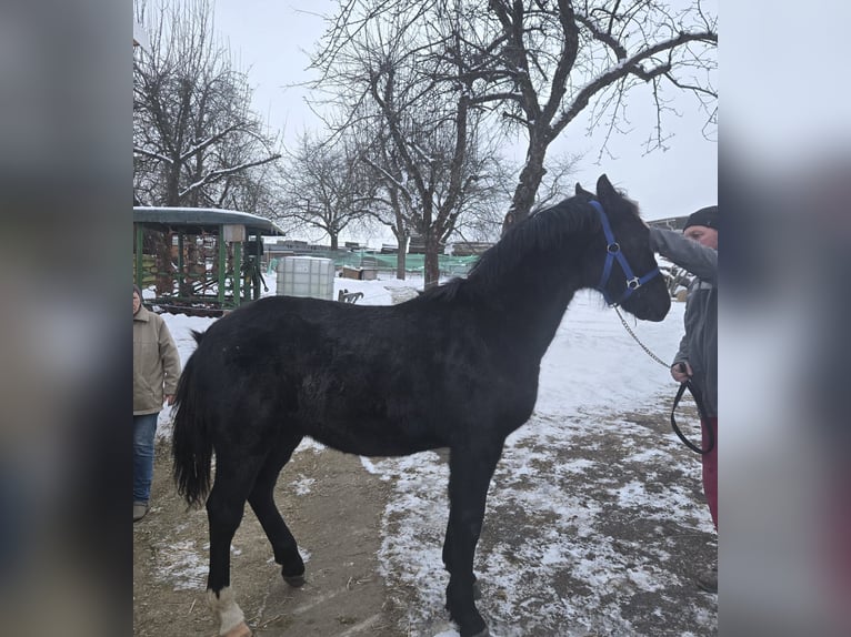 Schweres Warmblut Hengst 1 Jahr 145 cm Rappe in Hohnstein