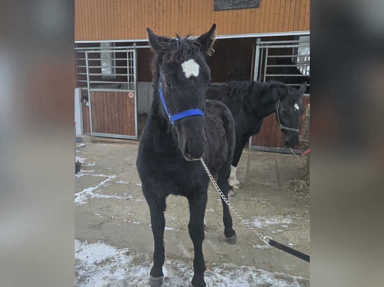 Schweres Warmblut Hengst 1 Jahr 145 cm Rappe in Hohnstein