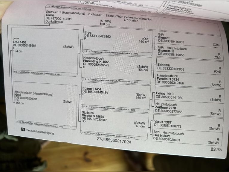 Schweres Warmblut Hengst 1 Jahr 152 cm Dunkelbrauner in Dahmetal Schweres Warmblut Hengst 1 Jahr 152 cm Dunkelbrauner in Dahmetal