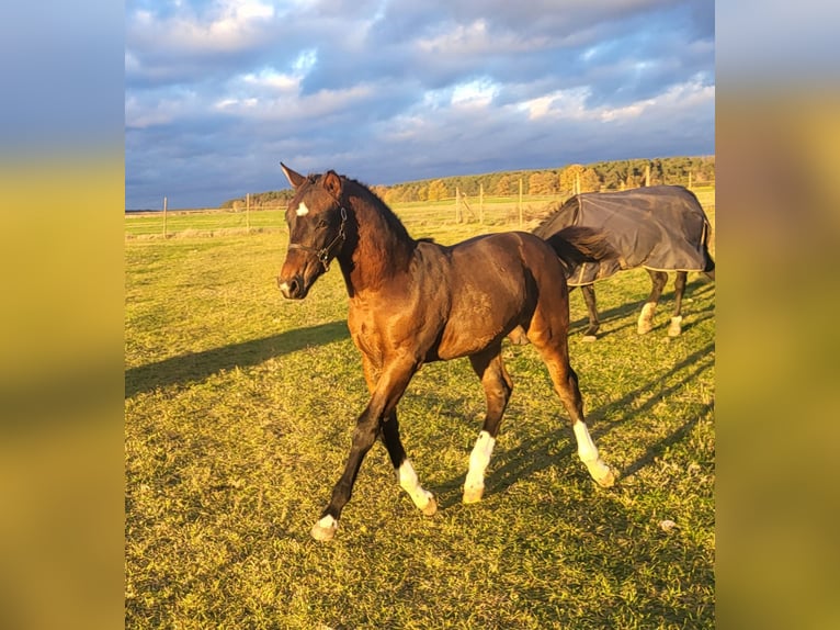 Schweres Warmblut Hengst 1 Jahr 160 cm Brauner in Groß Kreutz