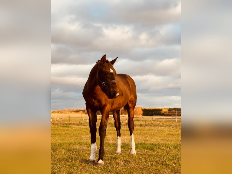 Schweres Warmblut Hengst 1 Jahr 160 cm Brauner in Groß Kreutz