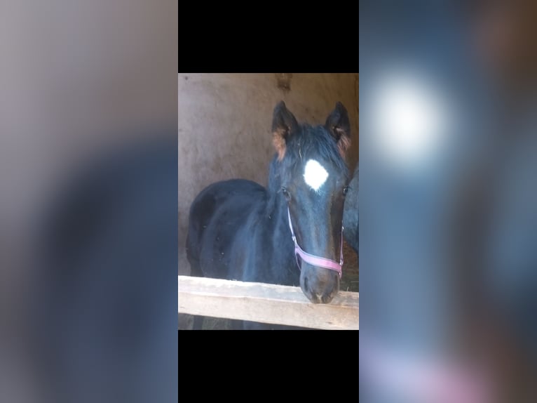 Schweres Warmblut Hengst 1 Jahr 165 cm Blauschimmel in Langenfeld