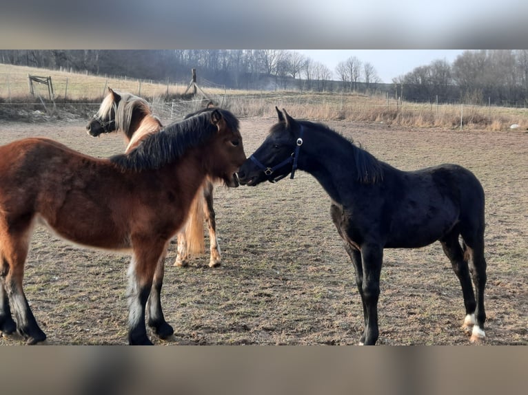 Schweres Warmblut Hengst 1 Jahr 165 cm Rappe in Ruhla