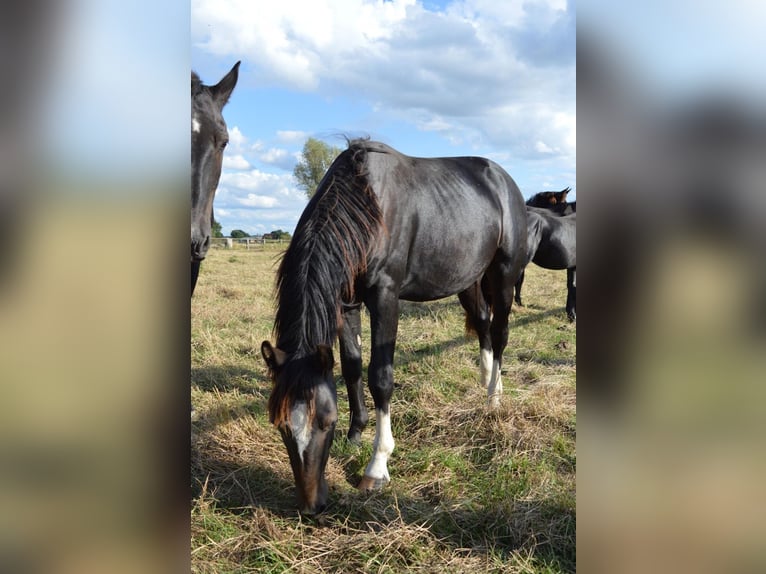 Schweres Warmblut Hengst 1 Jahr 165 cm Rappe in Ascheberg