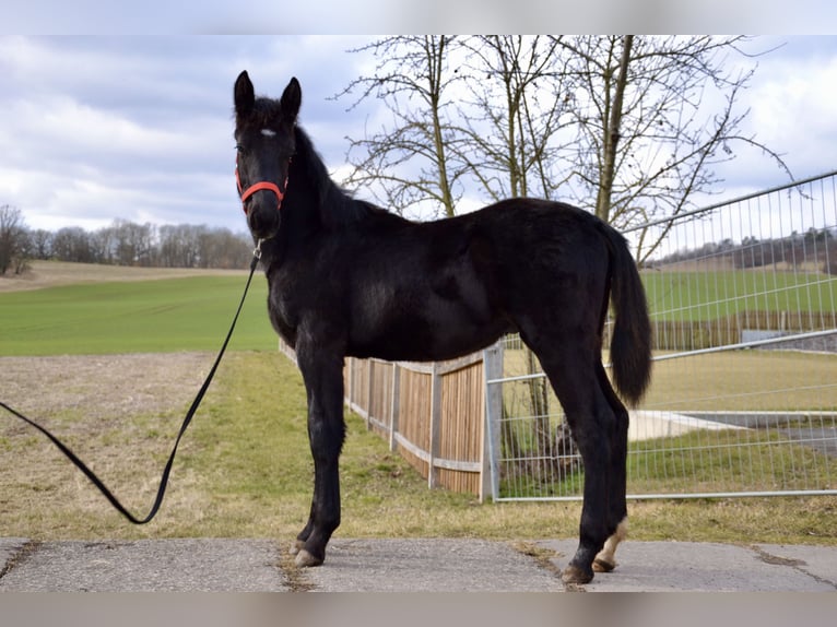 Schweres Warmblut Hengst 1 Jahr 165 cm Rappe in Ascheberg