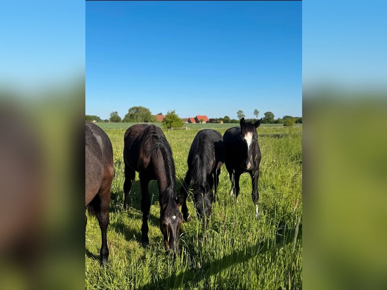 Schweres Warmblut Hengst 1 Jahr 165 cm Rappe in Ascheberg