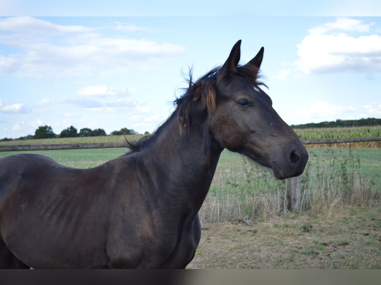 Schweres Warmblut Hengst 1 Jahr 165 cm Rappe in Ascheberg