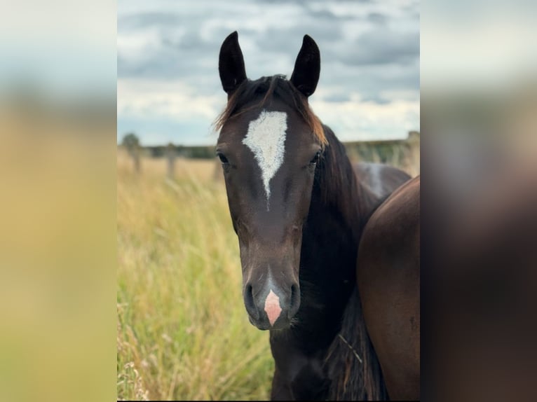 Schweres Warmblut Hengst 1 Jahr 165 cm Rappe in Ascheberg