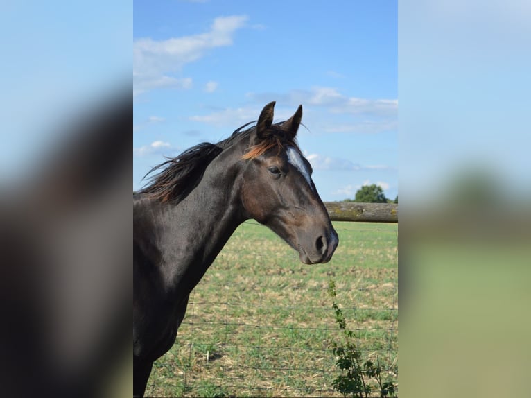 Schweres Warmblut Hengst 1 Jahr 165 cm Rappe in Ascheberg