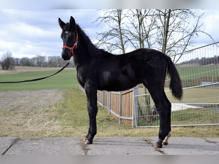 Schweres Warmblut Hengst 1 Jahr 165 cm Rappe in Ascheberg