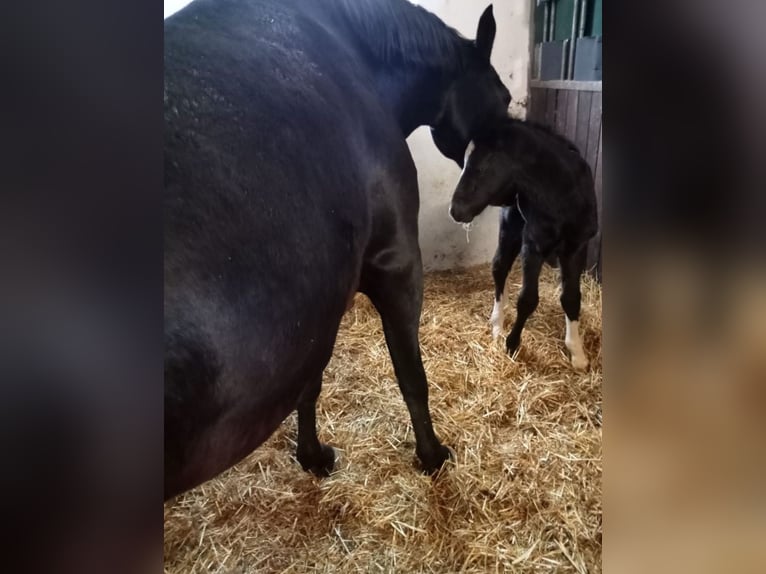 Schweres Warmblut Hengst 1 Jahr 165 cm Rappe in Ascheberg