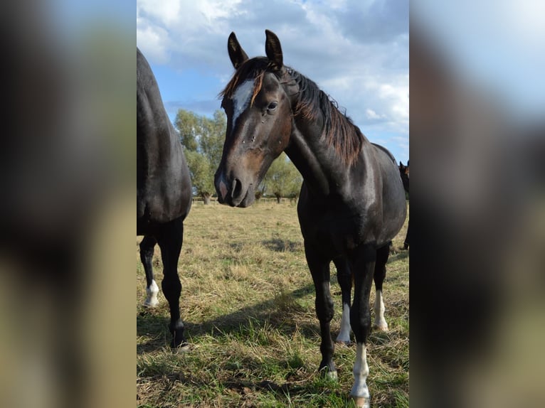 Schweres Warmblut Hengst 1 Jahr 165 cm Rappe in Ascheberg