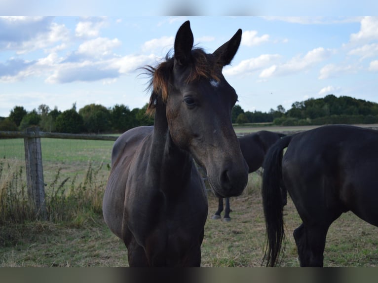 Schweres Warmblut Hengst 1 Jahr 165 cm Rappe in Ascheberg