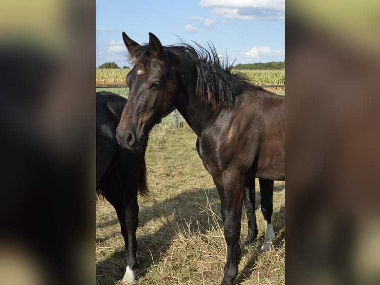 Schweres Warmblut Hengst 1 Jahr 165 cm Rappe in Ascheberg