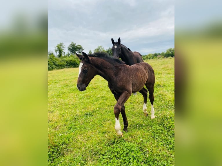 Schweres Warmblut Hengst 1 Jahr 165 cm Rappe in Ascheberg