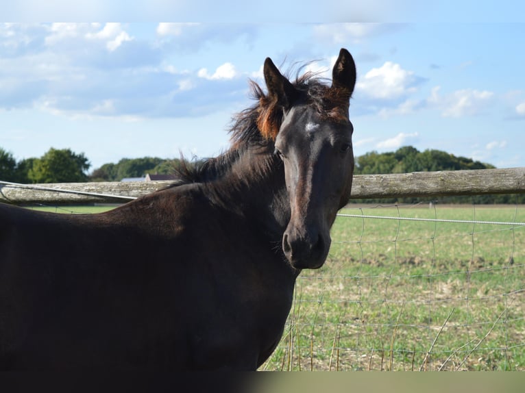 Schweres Warmblut Hengst 1 Jahr 165 cm Rappe in Ascheberg