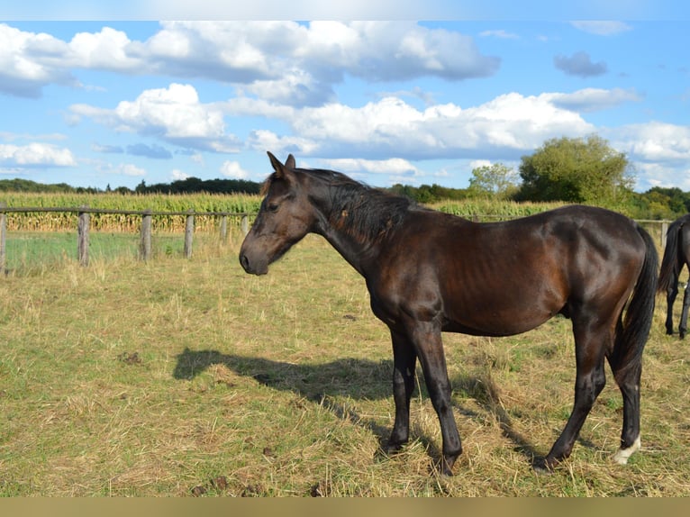 Schweres Warmblut Hengst 1 Jahr 165 cm Rappe in Ascheberg