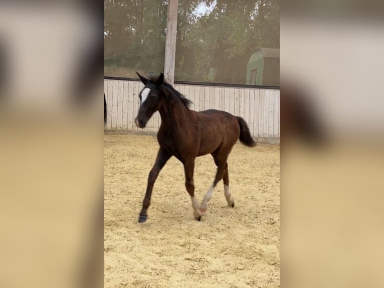 Schweres Warmblut Hengst 1 Jahr 165 cm Rappe in Ascheberg