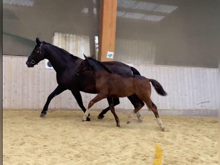 Schweres Warmblut Hengst 1 Jahr 165 cm Rappe in Ascheberg