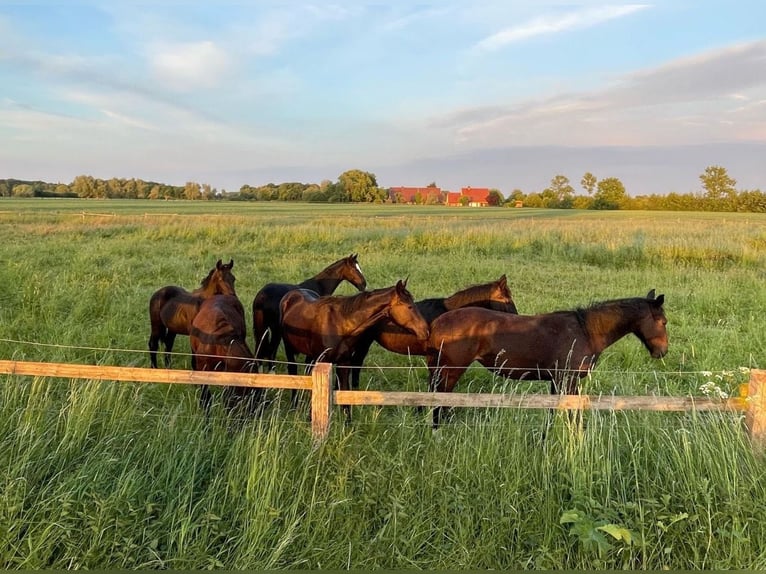 Schweres Warmblut Hengst 1 Jahr 165 cm Rappe in Ascheberg