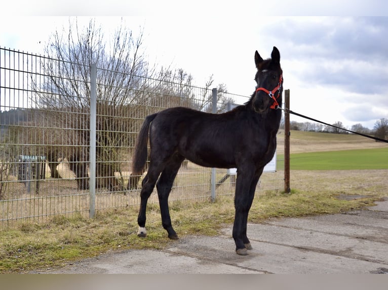 Schweres Warmblut Hengst 1 Jahr 165 cm Rappe in Ascheberg