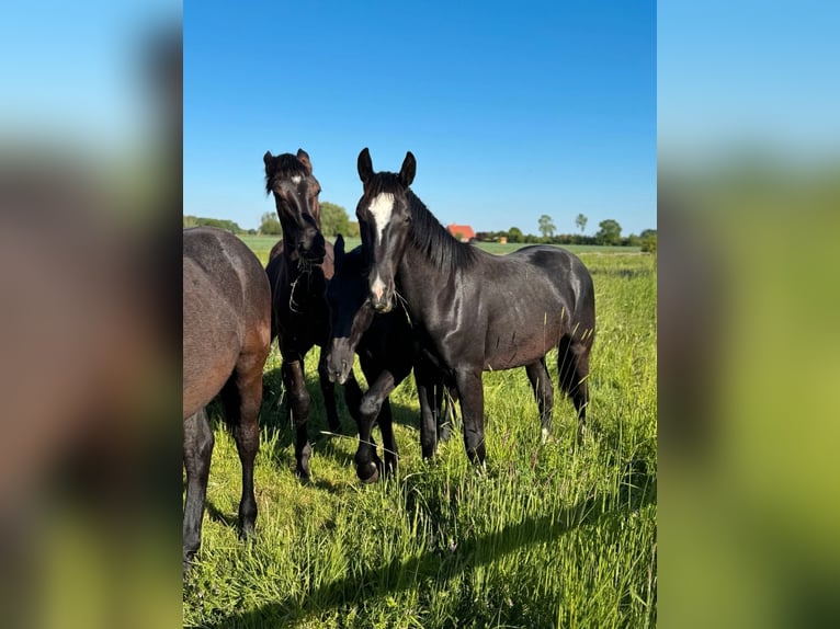 Schweres Warmblut Hengst 1 Jahr 165 cm Rappe in Ascheberg