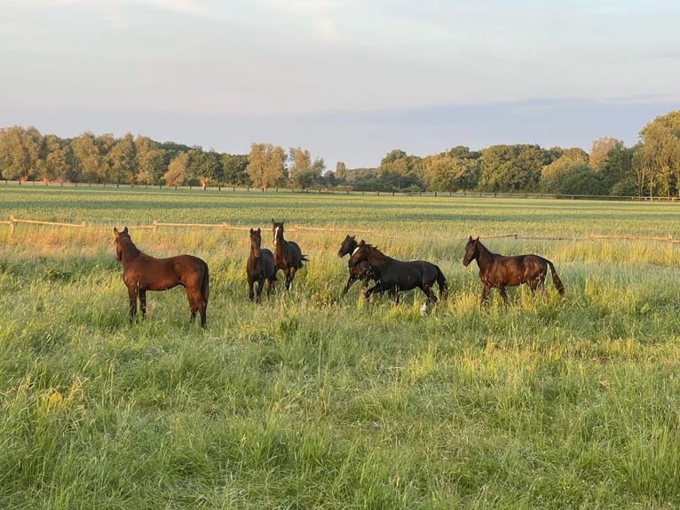 Schweres Warmblut Hengst 1 Jahr 165 cm Rappe in Ascheberg