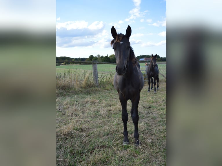 Schweres Warmblut Hengst 1 Jahr 165 cm Rappe in Ascheberg
