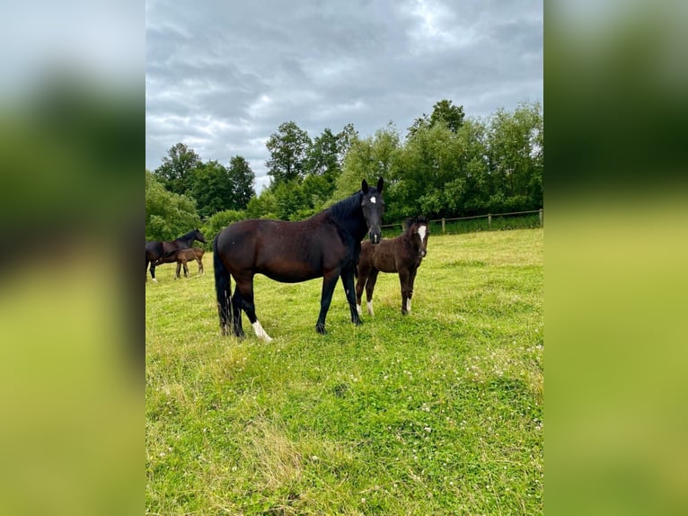 Schweres Warmblut Hengst 1 Jahr 165 cm Rappe in Ascheberg
