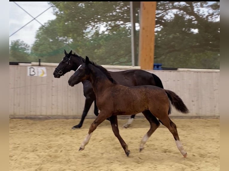 Schweres Warmblut Hengst 1 Jahr 165 cm Rappe in Ascheberg
