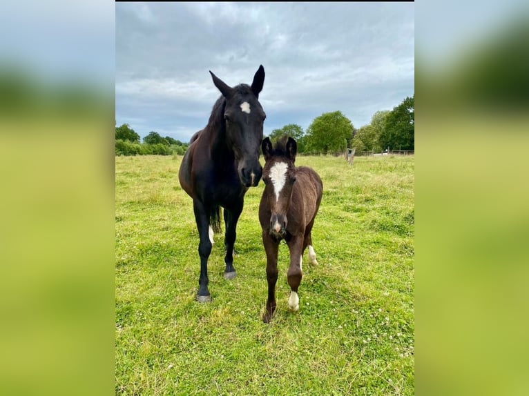Schweres Warmblut Hengst 1 Jahr 165 cm Rappe in Ascheberg