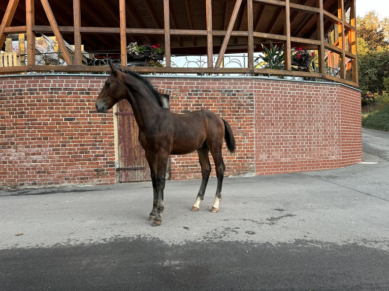 Schweres Warmblut Hengst 1 Jahr Brauner in Steinpleis