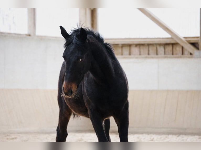 Schweres Warmblut Hengst 1 Jahr Dunkelbrauner in Schorndorf