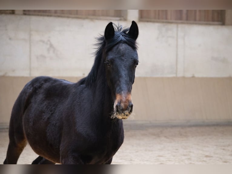 Schweres Warmblut Hengst 1 Jahr Dunkelbrauner in Schorndorf