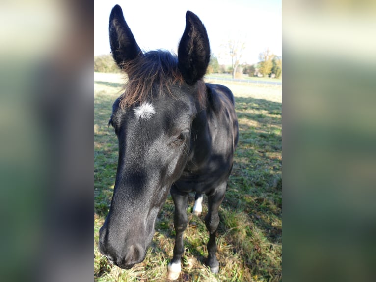 Schweres Warmblut Hengst 1 Jahr Rappe in Geisa