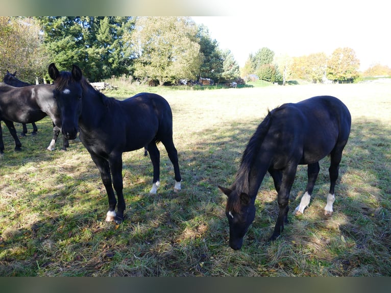 Schweres Warmblut Hengst 1 Jahr Rappe in Geisa