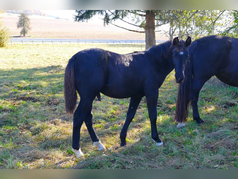 Schweres Warmblut Hengst 1 Jahr Rappe in Geisa