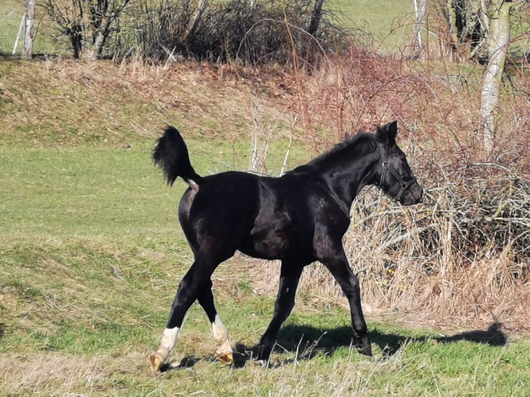 Schweres Warmblut Hengst 1 Jahr Rappe in Wutha-Farnroda