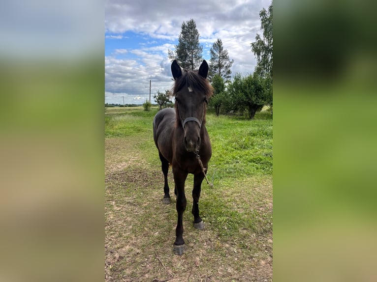 Schweres Warmblut Hengst 1 Jahr Rappe in &#x160;akiai