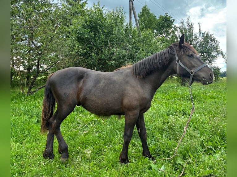 Schweres Warmblut Hengst 1 Jahr Rappe in &#x160;akiai