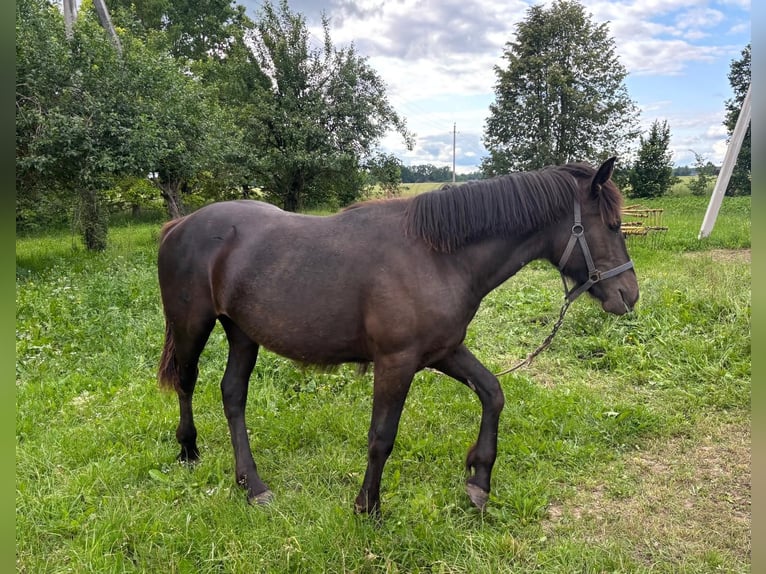 Schweres Warmblut Hengst 1 Jahr Rappe in &#x160;akiai
