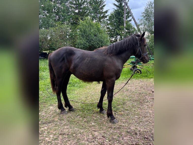 Schweres Warmblut Hengst 1 Jahr Rappe in &#x160;akiai